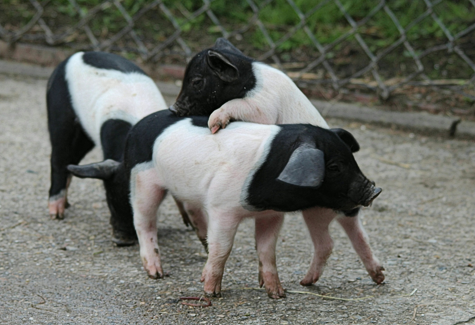 Alemania no aprueba el etiquetado obligatorio acerca del bienestar porcino