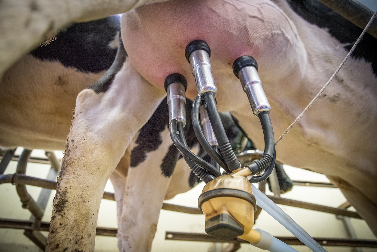 La evolución de la producción de leche y de carne de vacuno en España