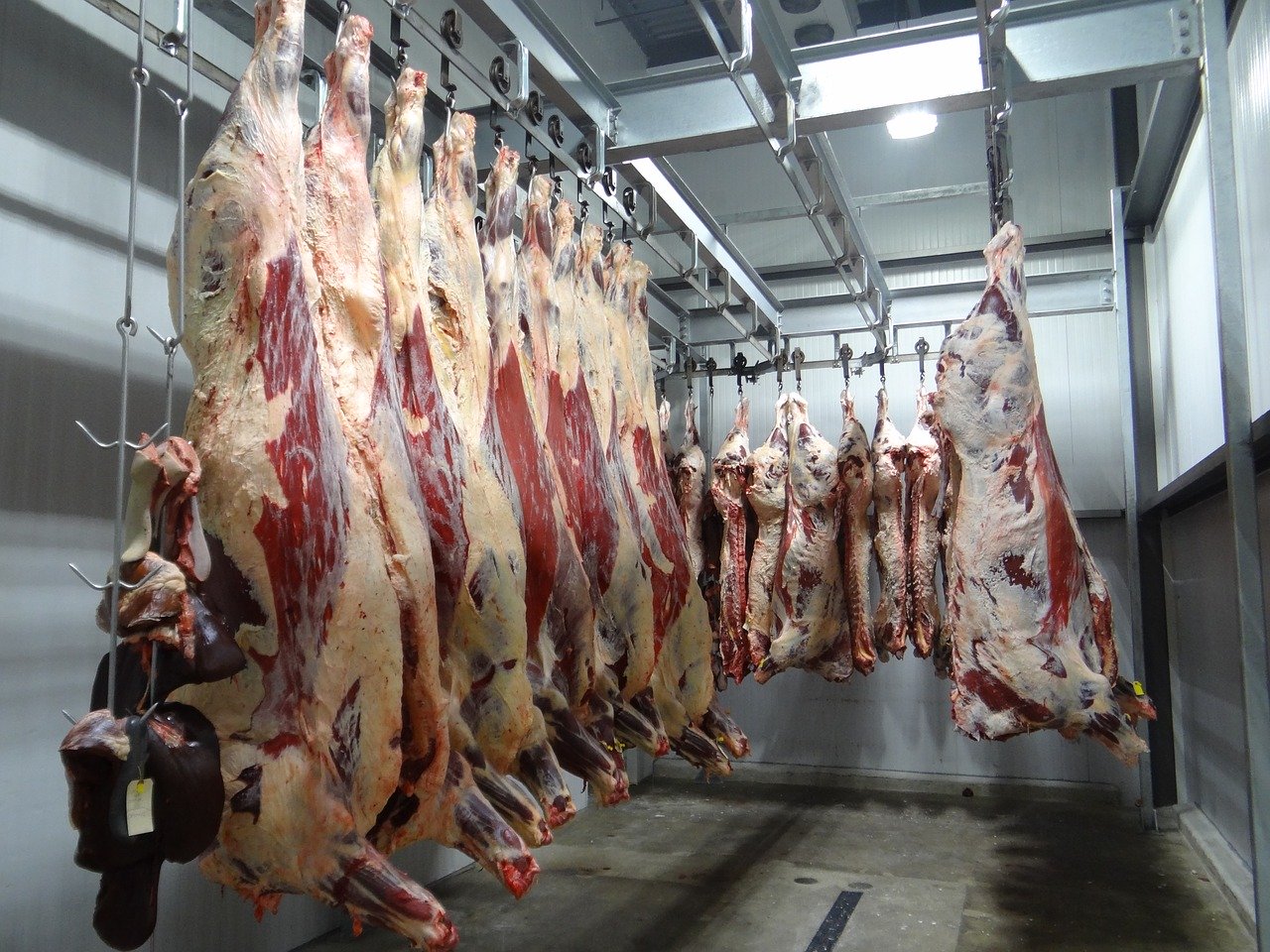 La producción mundial de carne disminuirá en el año 2019 según la FAO