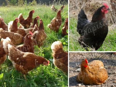 Fortalezas y debilidades de la producción ecológica de huevos en España