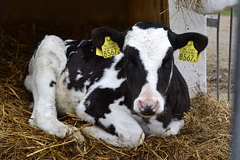 Presunta falsedad documental en dos granjas de vacuno de leche del Segriá