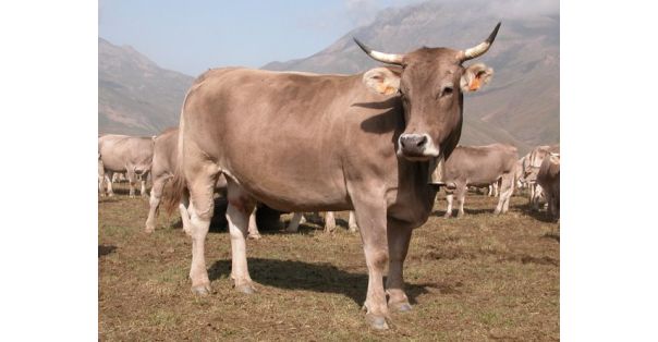 José Manuel Macarulla y el vacuno de carne