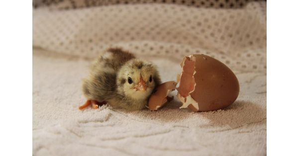 La alimentación temprana para los pollitos para carne