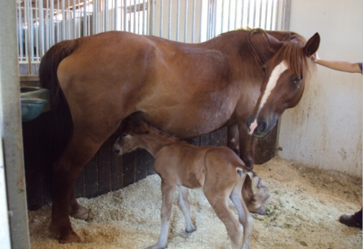 Consideraciones acerca del neonato en el ganado caballar (I)