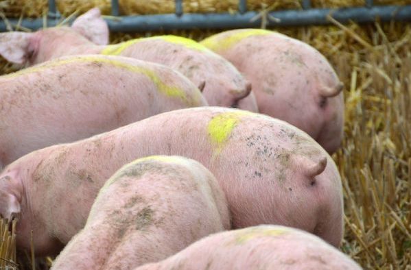 Holanda y la eliminación de explotaciones porcinas