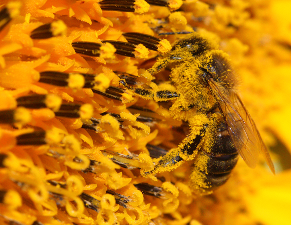 La problemática de la miel y los posibles fraudes