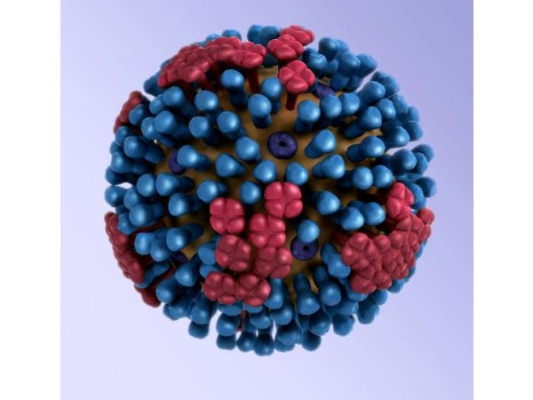 Virus de la influenza aviar altamente patógena (H5N8) en Alemania