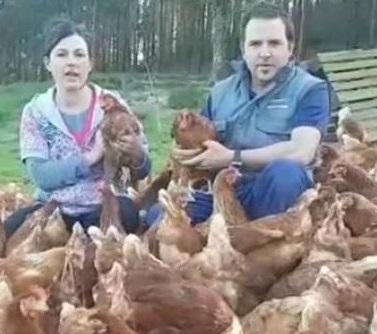 Dedicados a la cría de gallinas en libertad