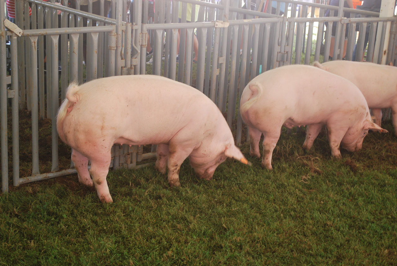 Nueva guía para la eutanasia de cerdos en granjas