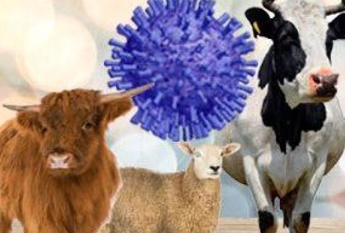 Bienestar animal en tiempos del coronavirus