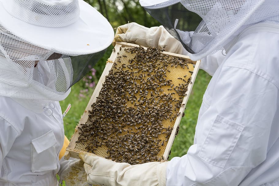El etiquetado informará más sobre el origen de la miel