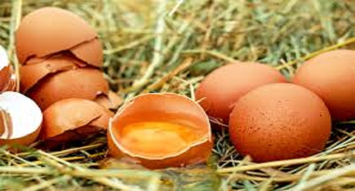 Informe favorable a extender la norma del sector del huevo