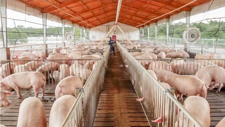 La situación actual de la porcicultura mexicana