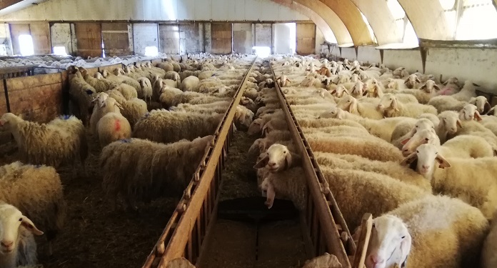 Sostenibilidad y bienestar animal en ovino lechero (II)