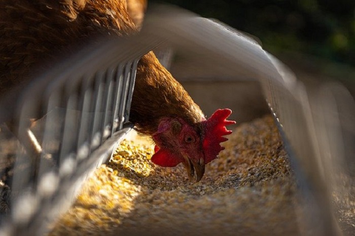 El virus de la gripe aviar y España