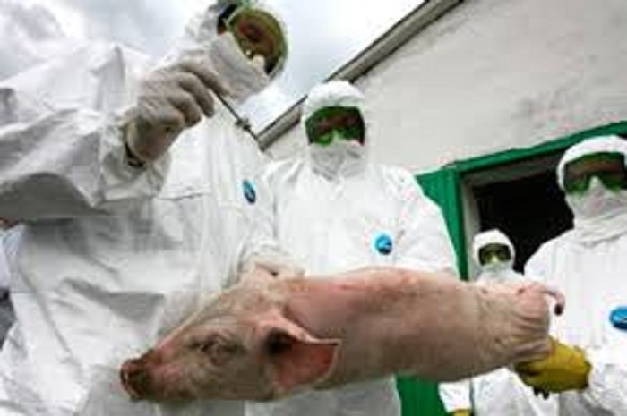 Troika europea contra la Peste Porcina Africana