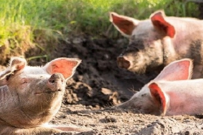 El Gobierno actualiza el manual de lucha contra la Peste Porcina Africana