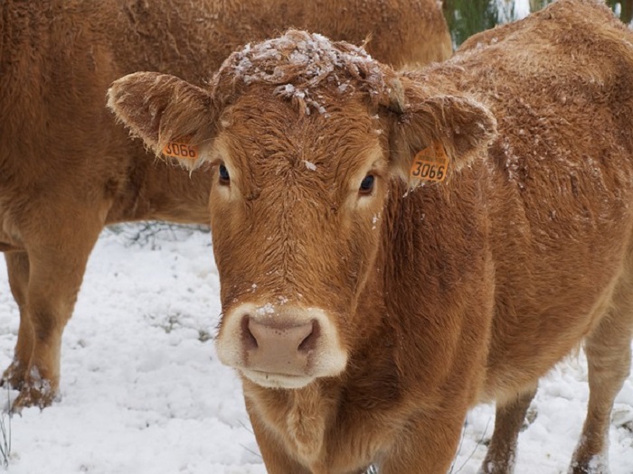 El ganado extensivo y las últimas grandes nevadas