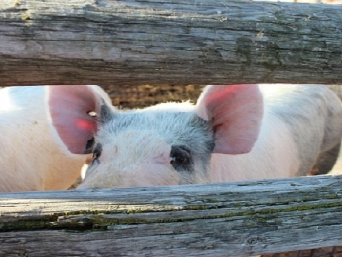 Reducción drástica del número de ganaderos de porcino en Alemania