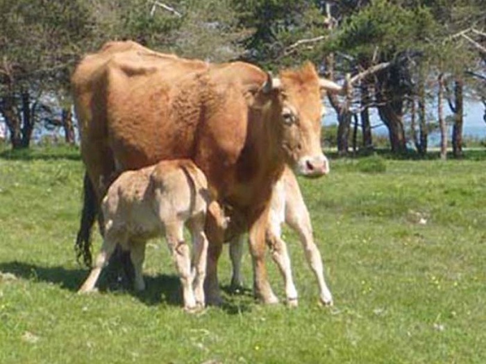 Situación de las explotaciones de vacas nodrizas
