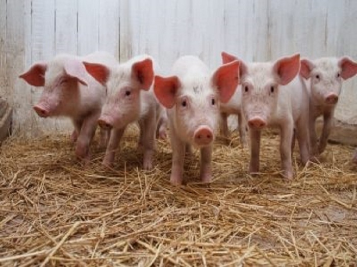 El sector porcino de capa blanca reduce sus emisiones de gases de efecto invernadero