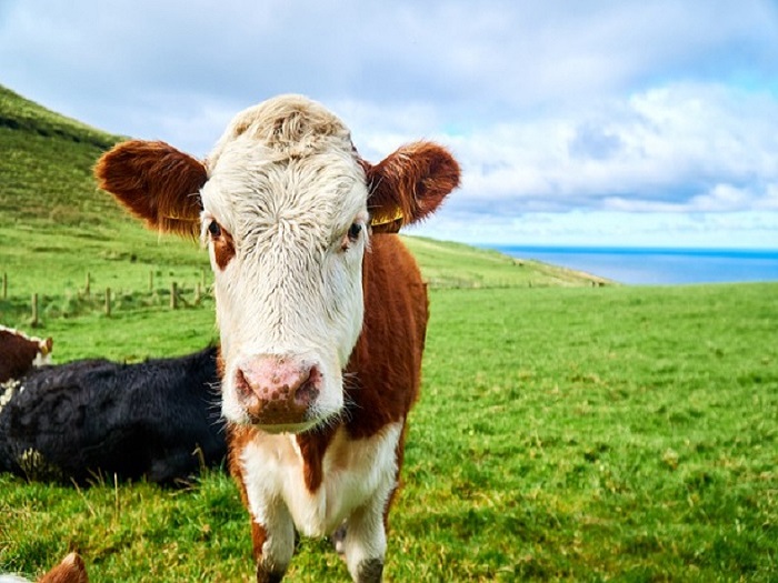 La exportación de ganado vivo irlandés