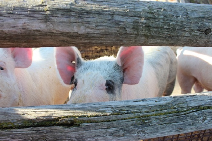 El sector porcino contribuye con más de 2.100 millones de euros anuales a las arcas públicas