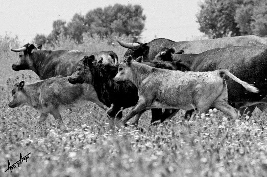 La ganadería brava, amenazada de muerte