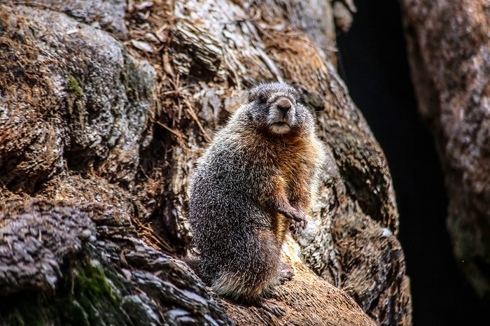 ¿Qué esperar del contexto económico en 2021?