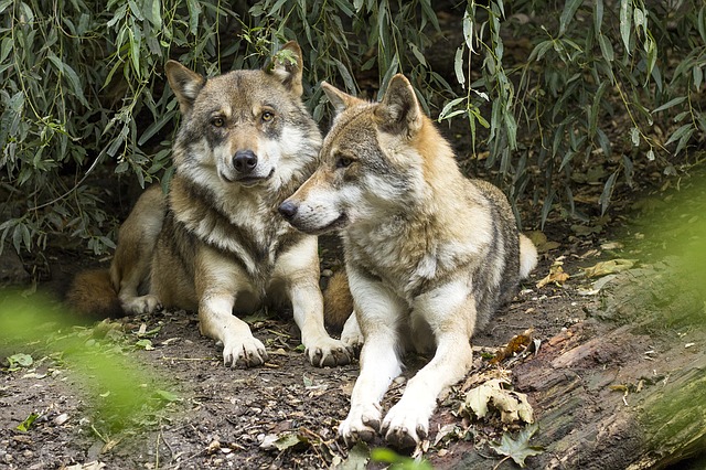 Contra la futura consideración del lobo como especie no cinegética