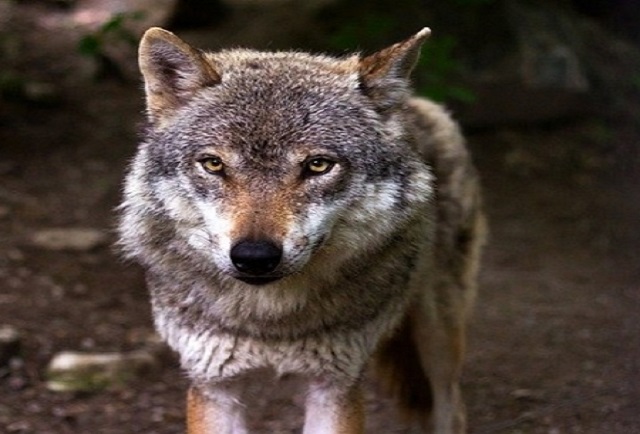 ARRECAL opina sobre la inminente sobreprotección del lobo