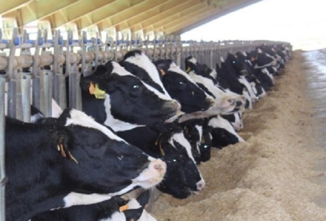 El FEGA y el importe definitivo de las ayudas acopladas a la ganadería