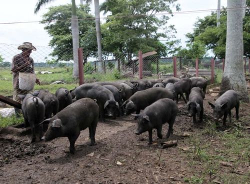El cerdo negro criollo cubano