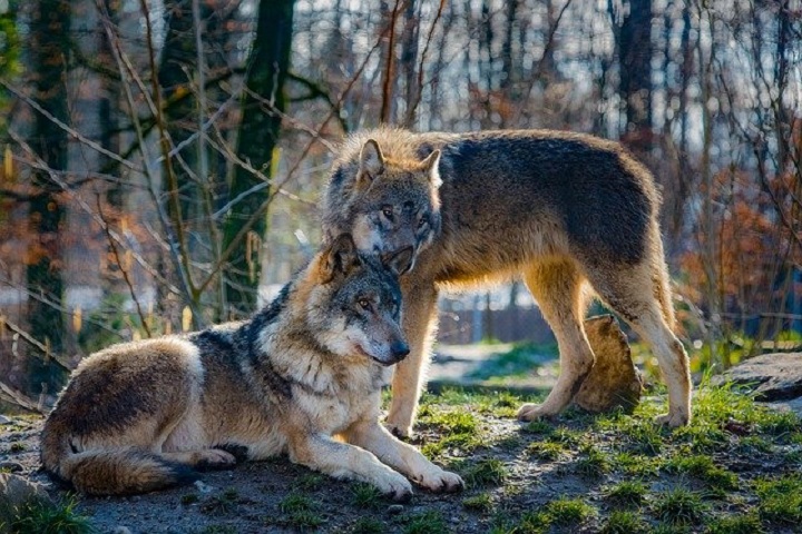 El Gobierno español persiste en la protección del lobo