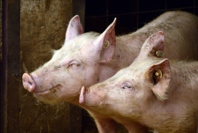 Sector porcino, orgullosos de dar vida a nuestra  “España vaciada”