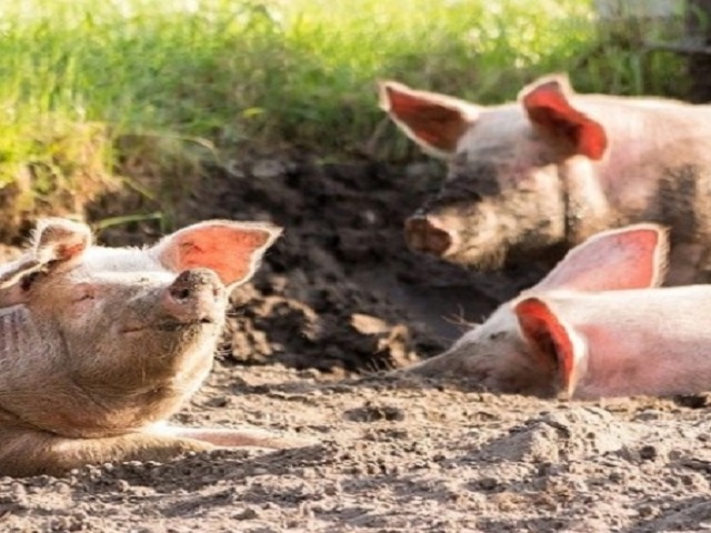 MAPA: España es el principal exportador de carne porcina a China