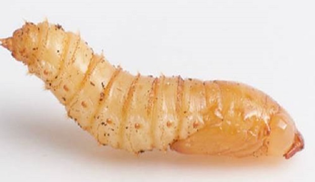 Primer insecto aprobado oficialmente en Europa para consumo humano