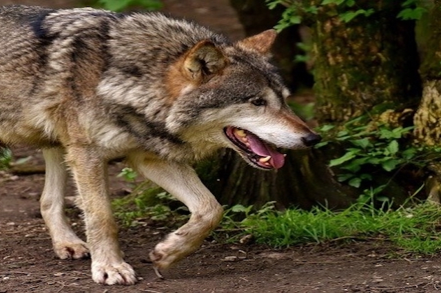 Nuevo plan de gestión del lobo