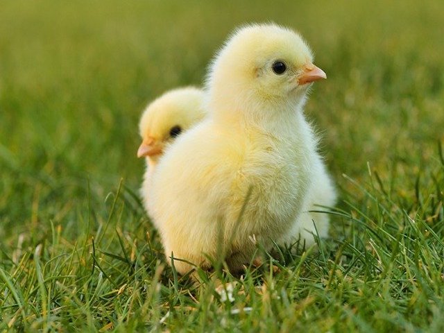 Alemania prohíbe el sacrificio de pollitos macho de 1 día