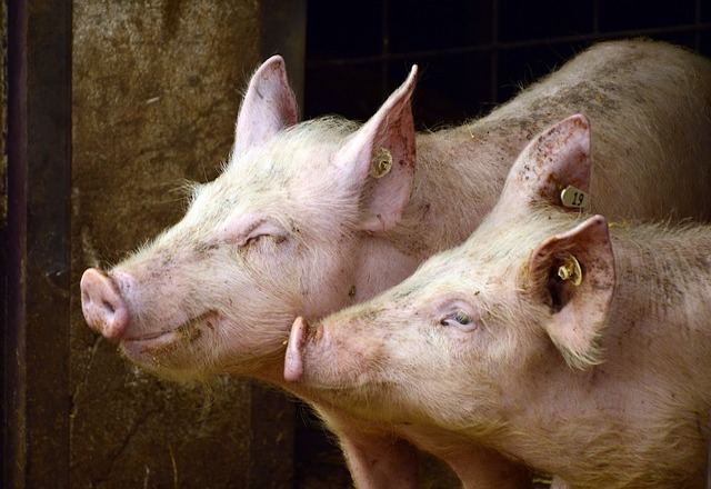 China y el mercado de futuro del cerdo vivo