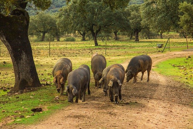 Sector cerdo ibérico: ¿qué hay de nuevo Q3/2021?