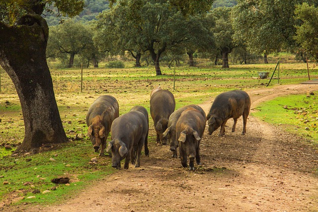 ASICI y la campaña promocional internacional del cerdo Ibérico