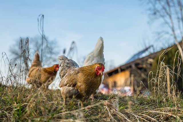 Brotes de influencia aviar H5N1 altamente patógena