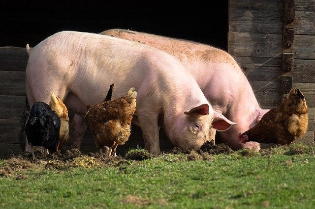 Listas de espera en mataderos daneses de porcino