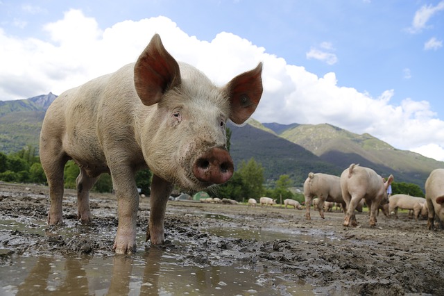 El porcino español reivindica su labor en la España rural