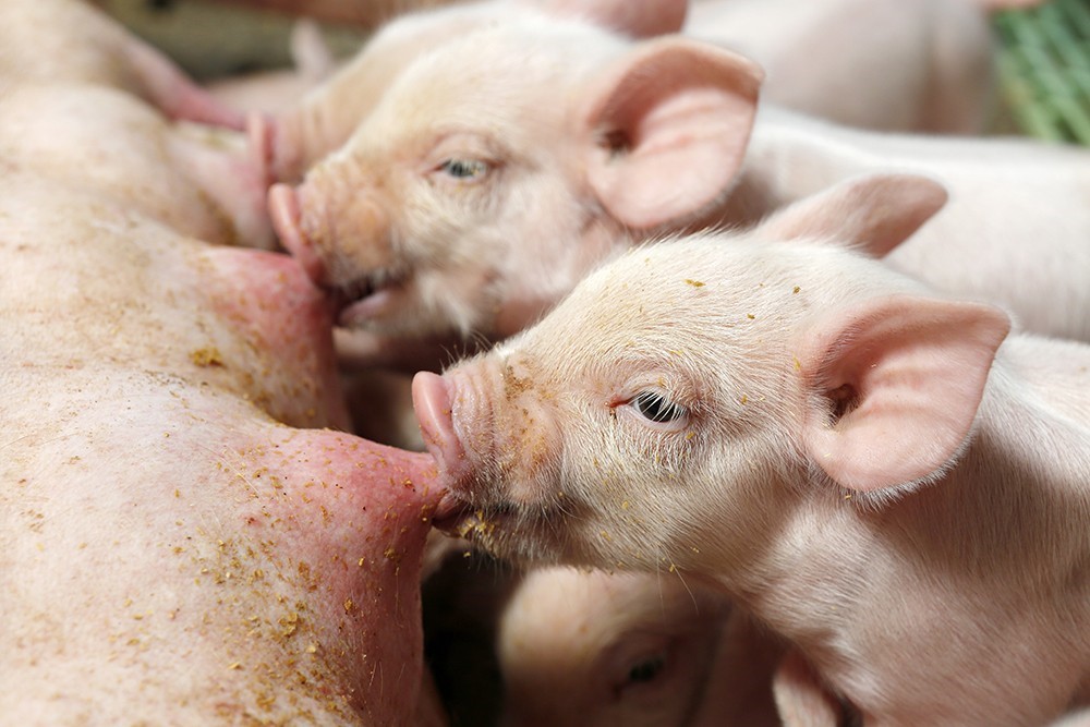 El "hoy" y un pedazo del "mañana" de la industria porcina colombina