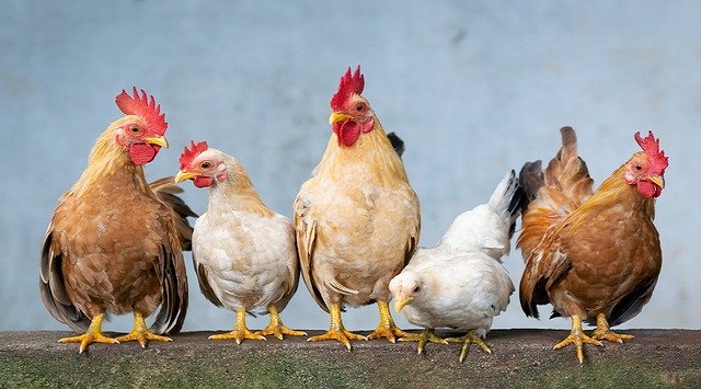 Primer foco de gripe aviar en aves domésticas en España