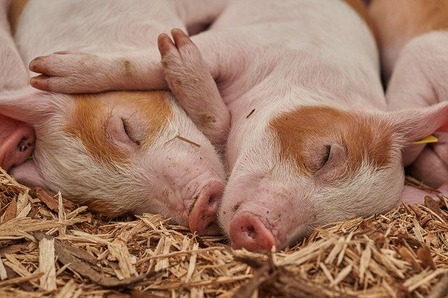 Sector porcino: somos parte de la solución en materia de sostenibilidad