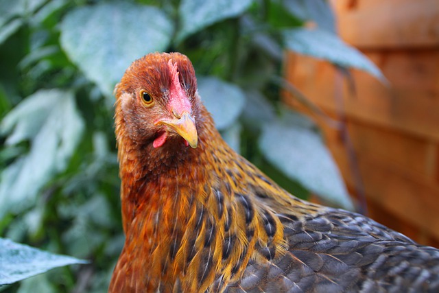 La presencia de la gripe aviar sigue avanzando en España