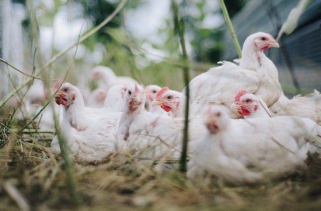 COAG denuncia que la subida del pollo en los lineales no llega al ganadero